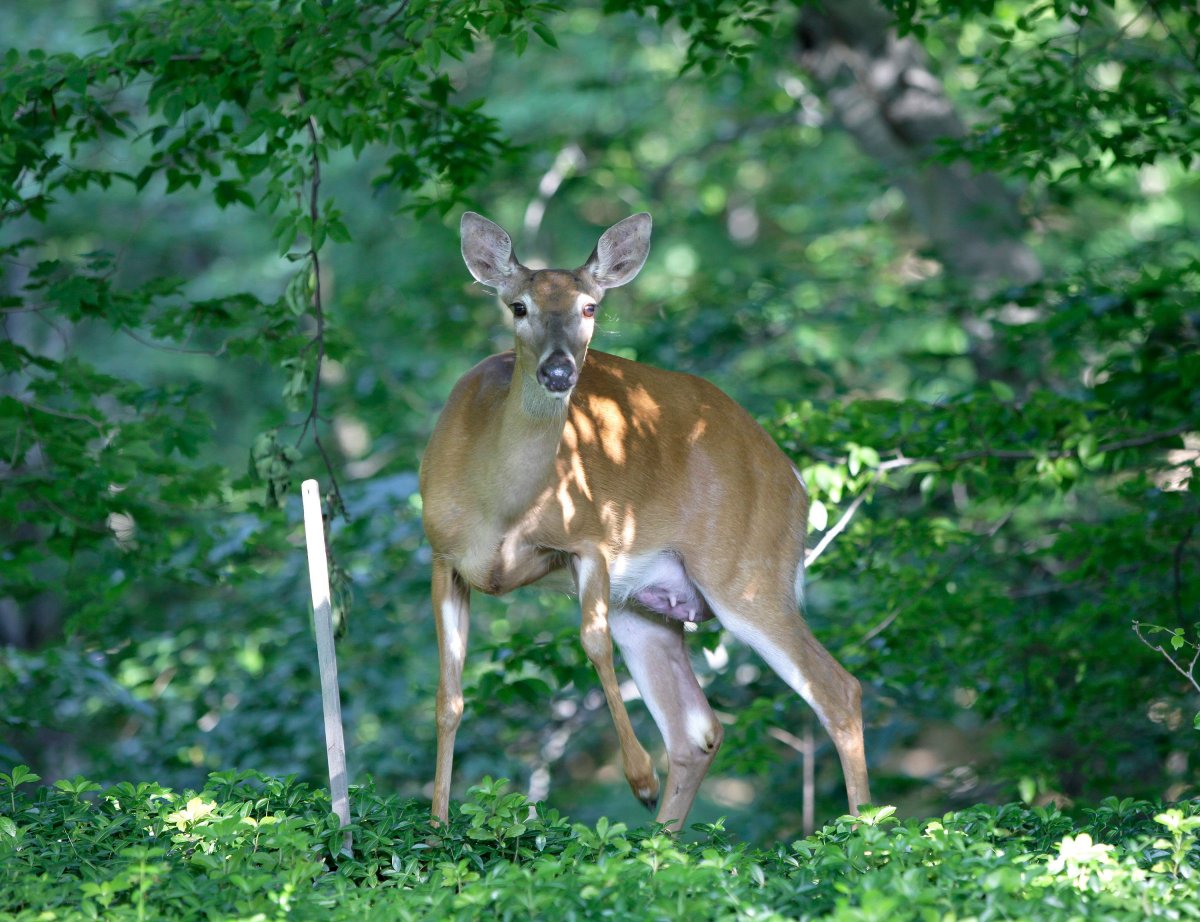 File photo of a female white-tailed deer.