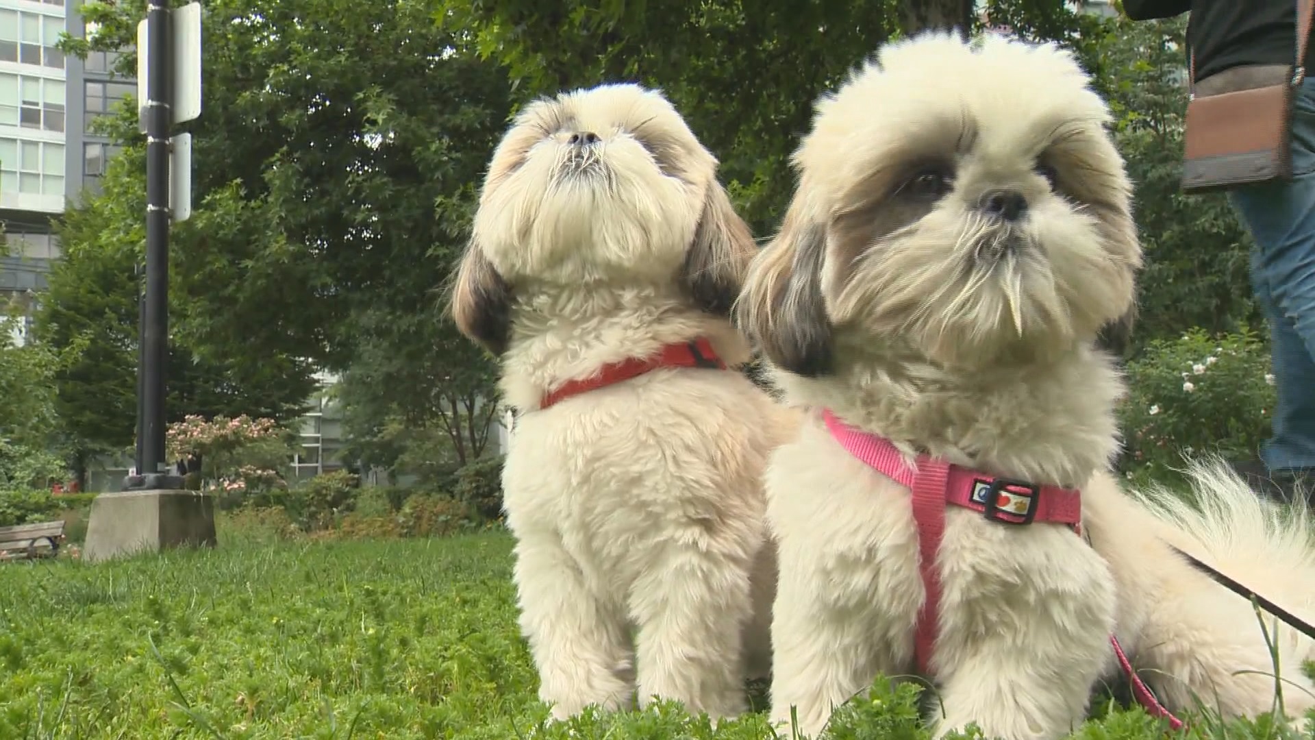 BC SPCA настоява провинцията да се справи с привидната липса