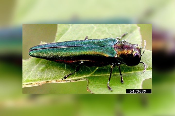Don’t move firewood: Plea to campers after invasive insect confirmed in B.C.