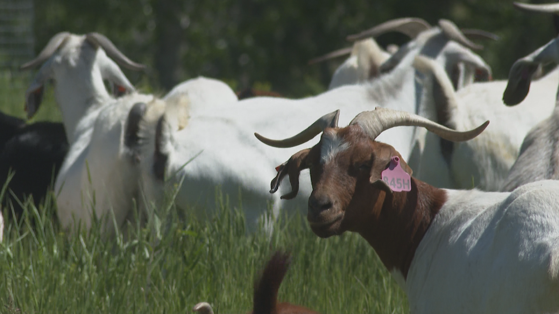 Grazing goats return to Lethbridge river valley