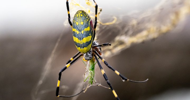 Инвазивни, скачащи с парашут паяци Жоро се разпространяват в САЩ — Канада ли е следващата?