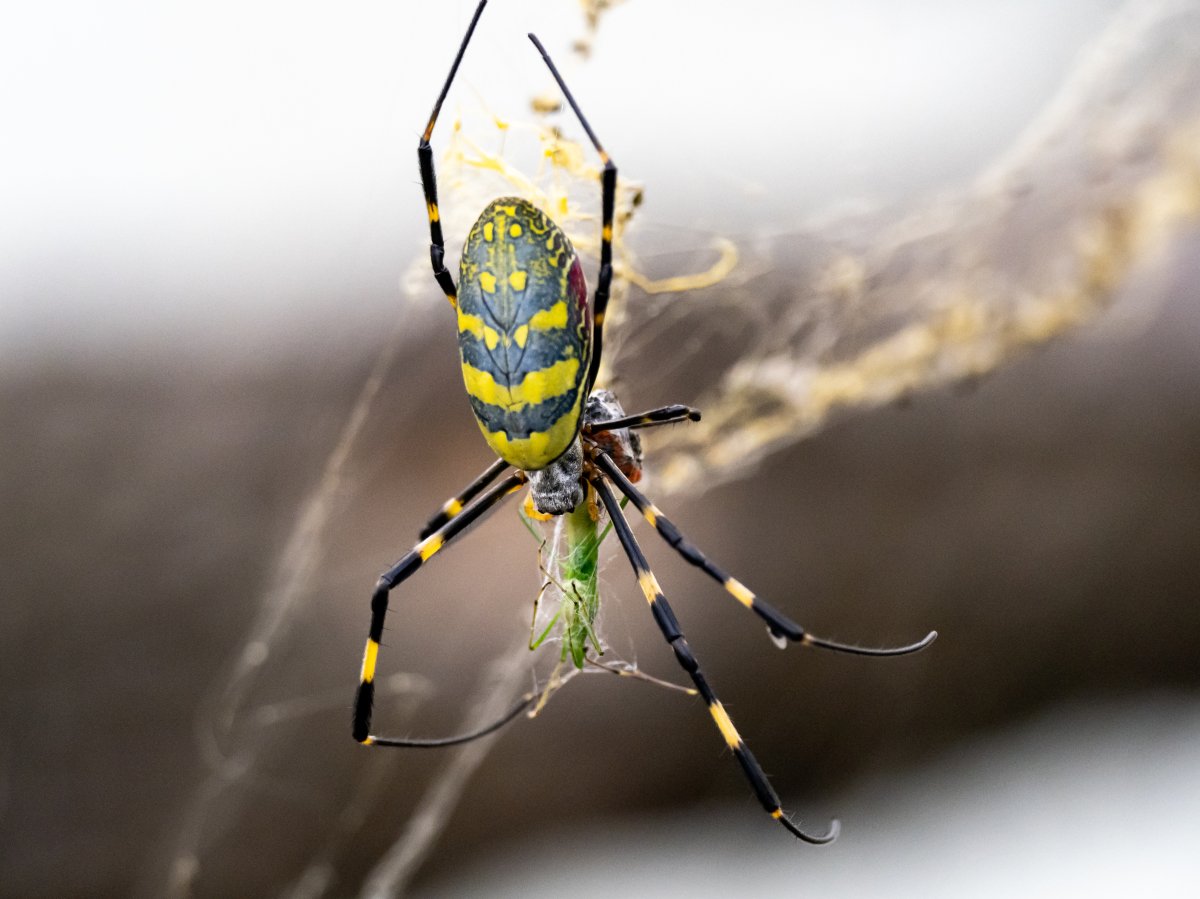 A Japanese Joro spider, a type of golden orb-weaver, feeds on a small grasshopper in a forest near Yokohama, Japan. The Joro spider is native to East Asia and is an invasive species in the U.S., where their numbers are growing.