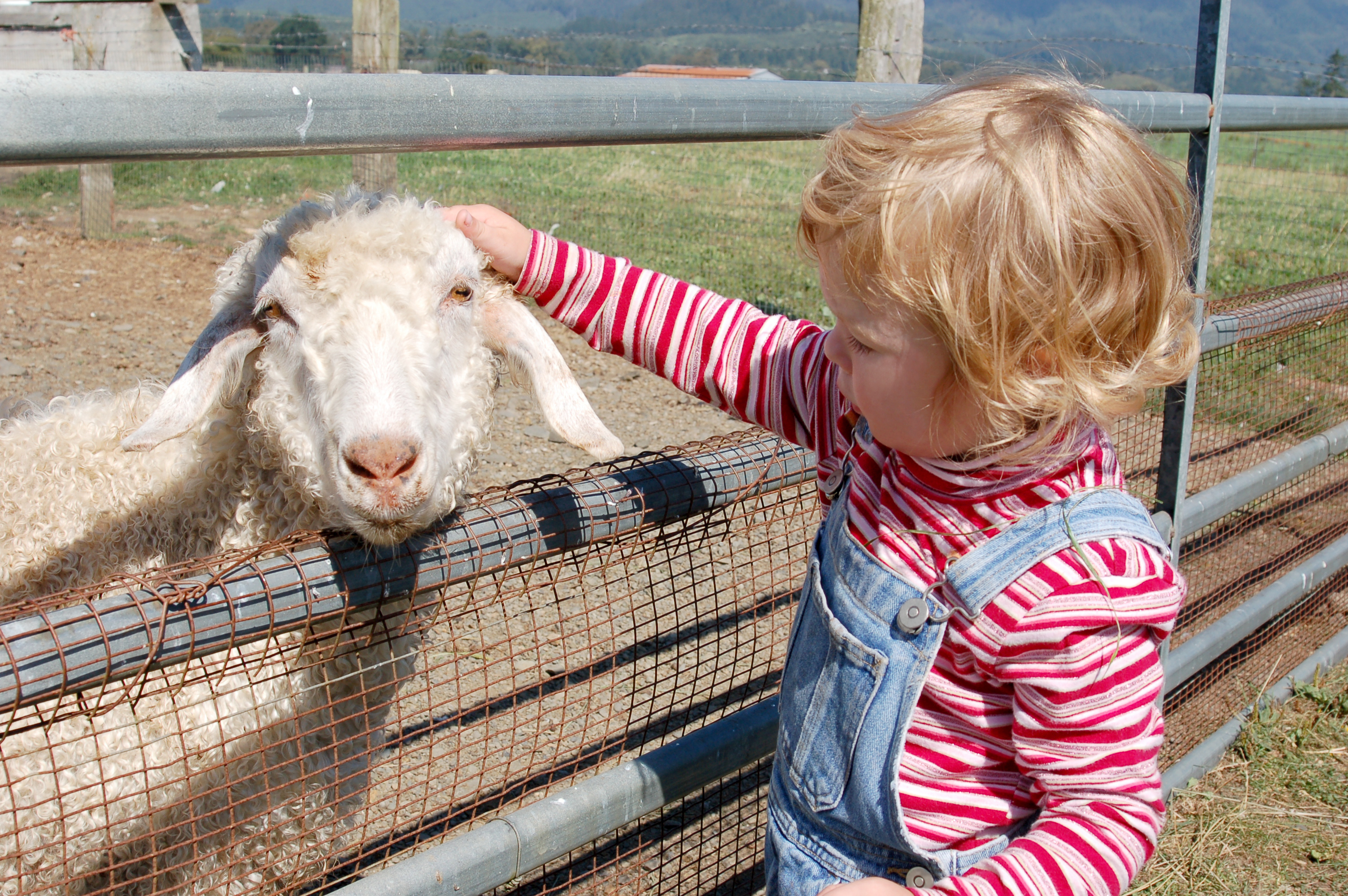 Bird flu risks: Are petting zoos, goat yoga and farms safe activities?