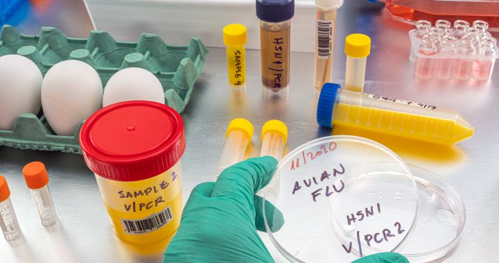 H5N1 птичи грип: Има ли Канада готови ваксини за огнище?