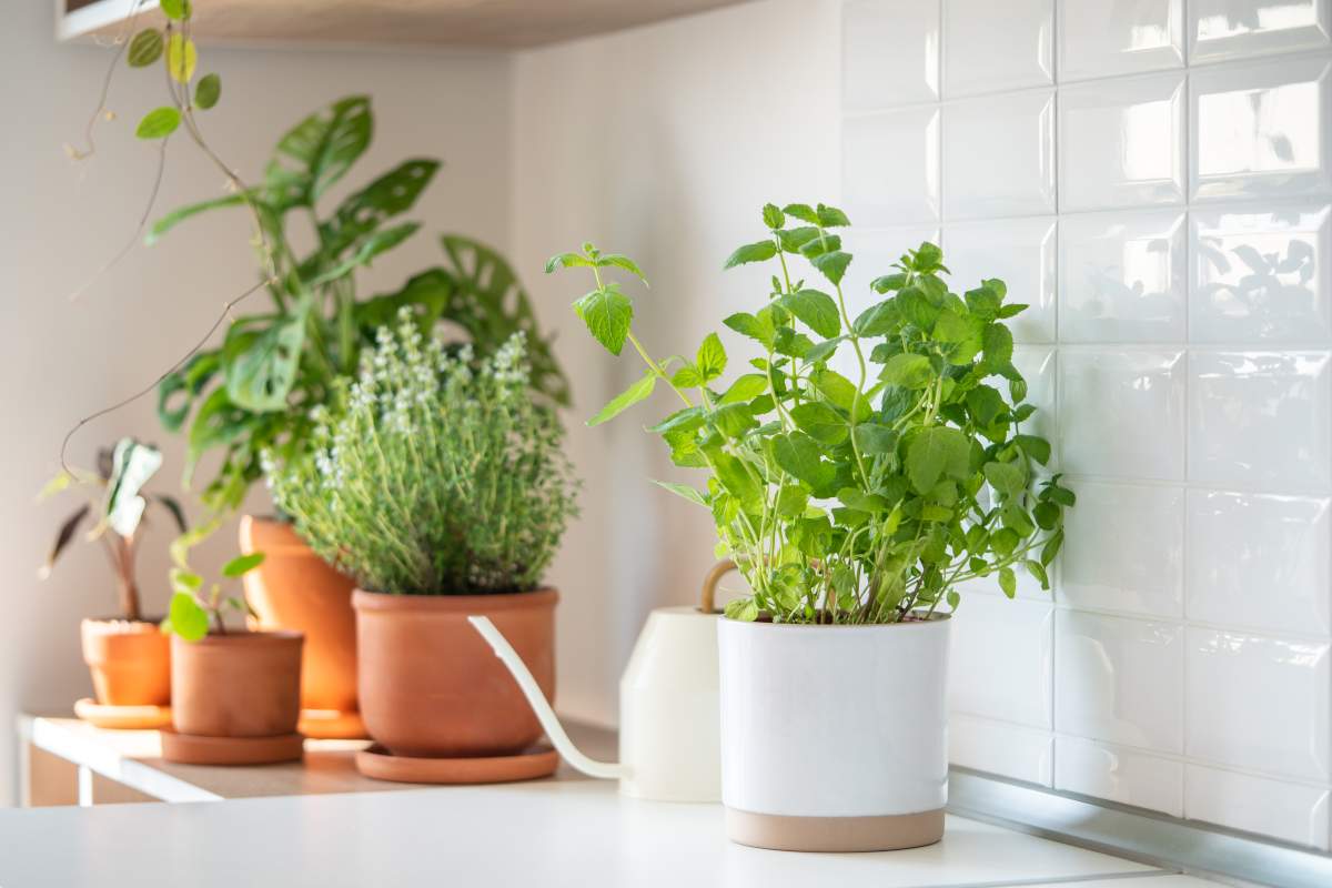 Anyone can create their own veggie or herb garden with a few pots and a little know-how.
