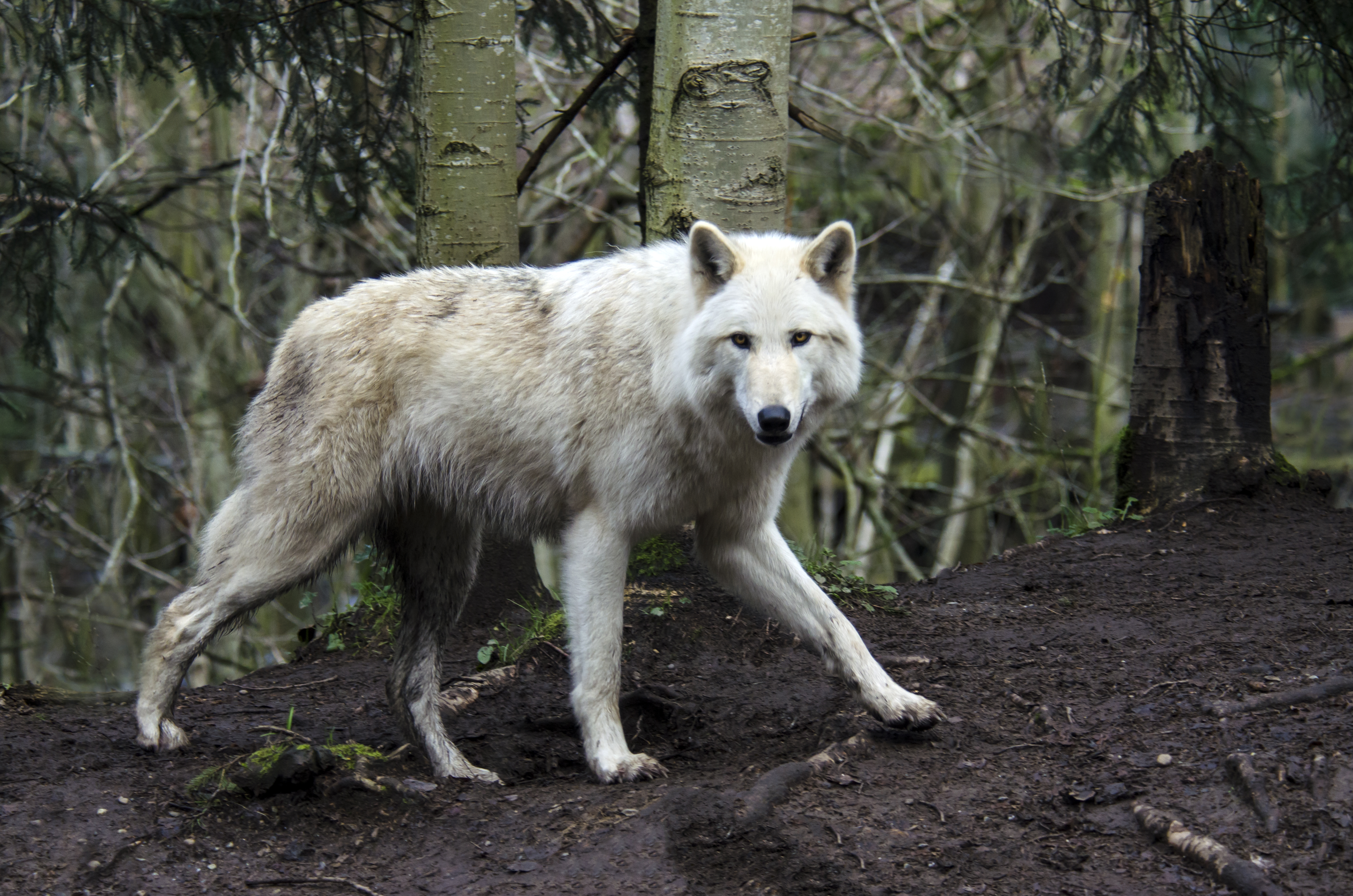 An arctic wolf.