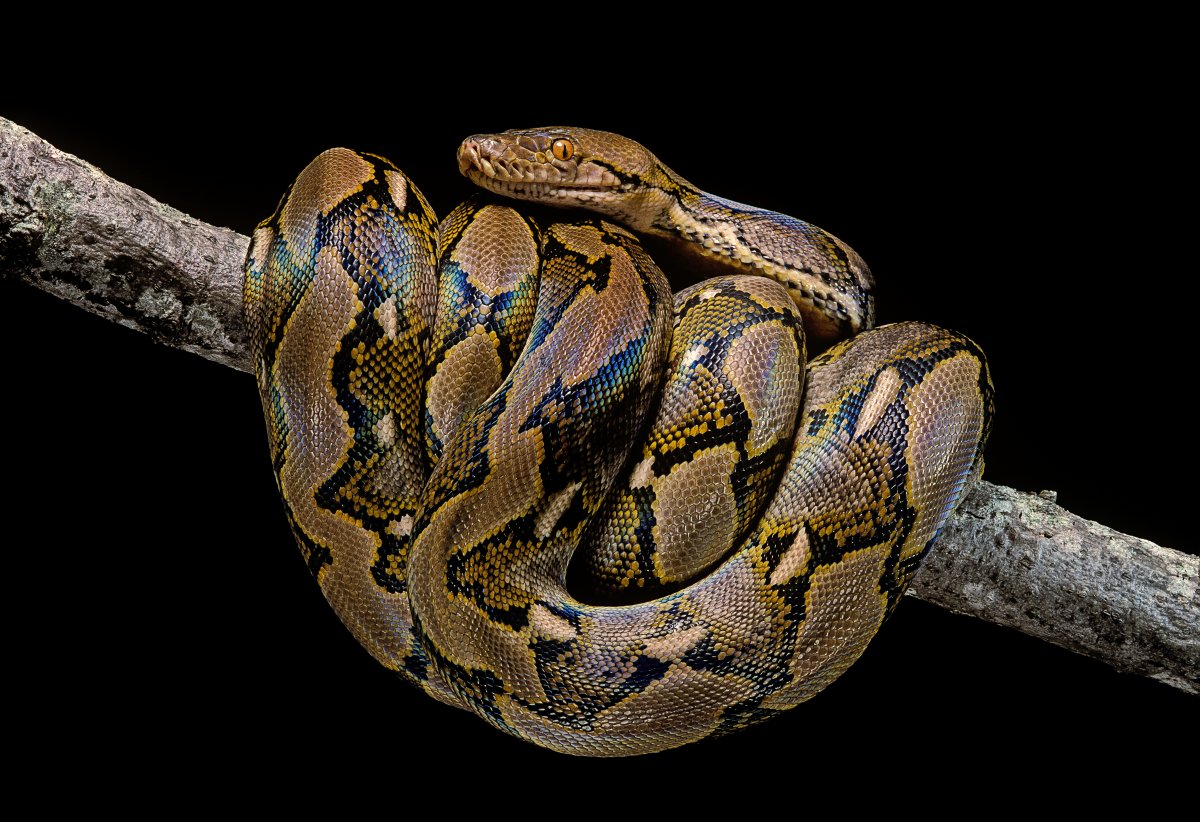 Stock photo of a reticulated python. A massive, 5-metre python swallowed an Indonesia woman whole in South Sulawesi province.