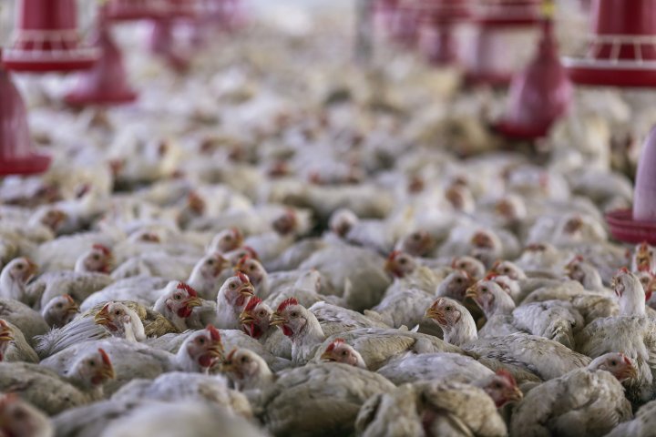 4-year-old child in India tests positive for bird flu, WHO confirms