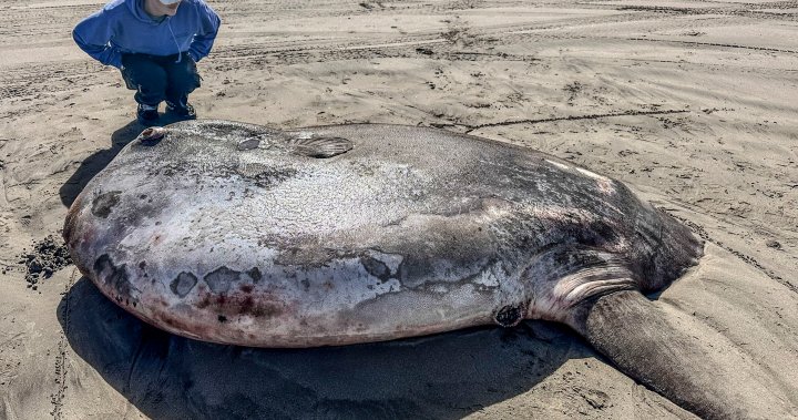 Огромна, рядка риба от Южен Пасифик изплува на брега в Орегон