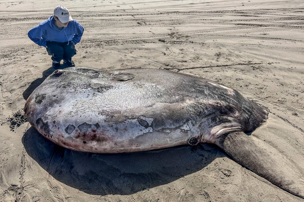 This image provided by Seaside Aquarium shows the hoodwinker sunfish that washed ashore on June 3, 2024, on a beach in Gearhart, Ore. 