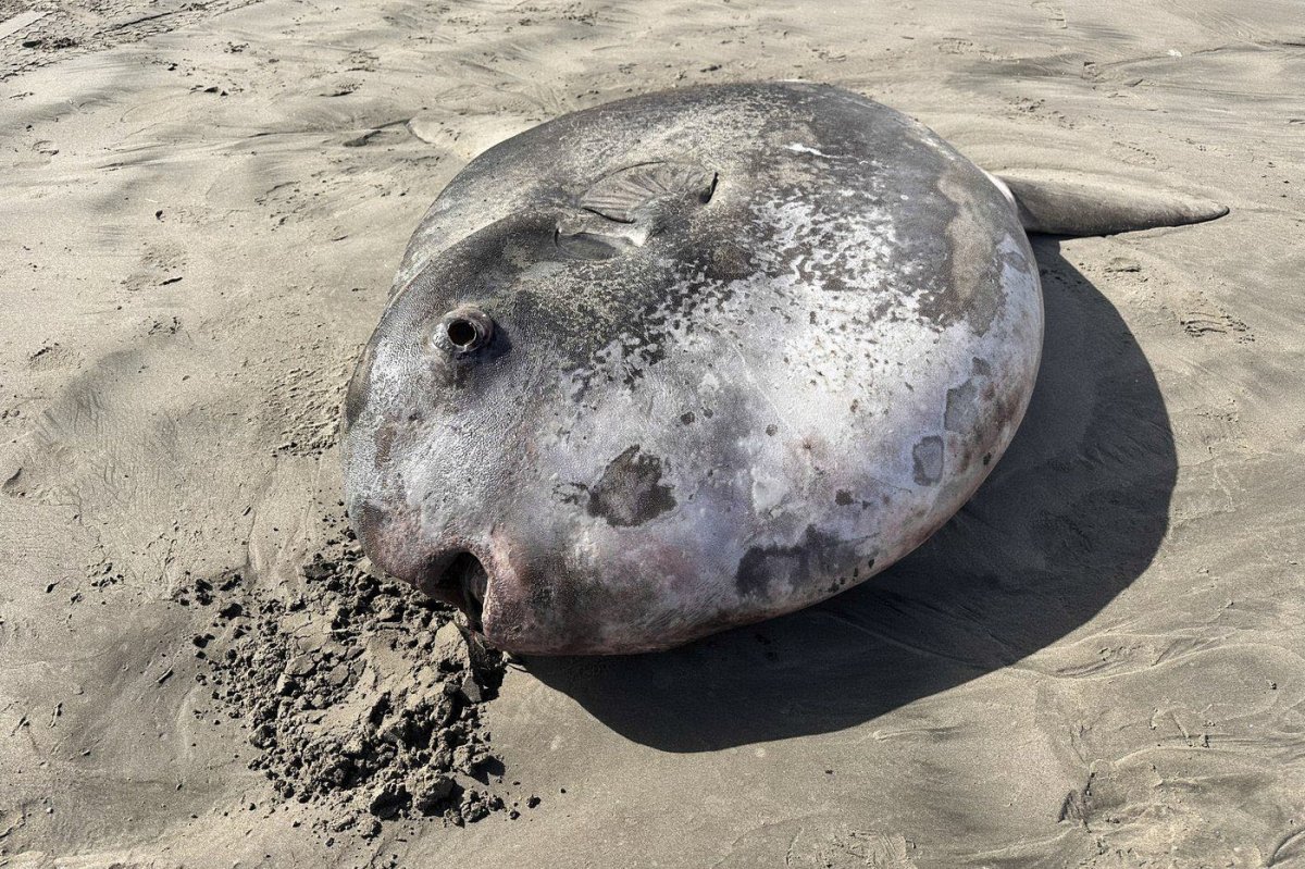 A closeup of the hoodwinker sunfish that washed ashore in Oregon.