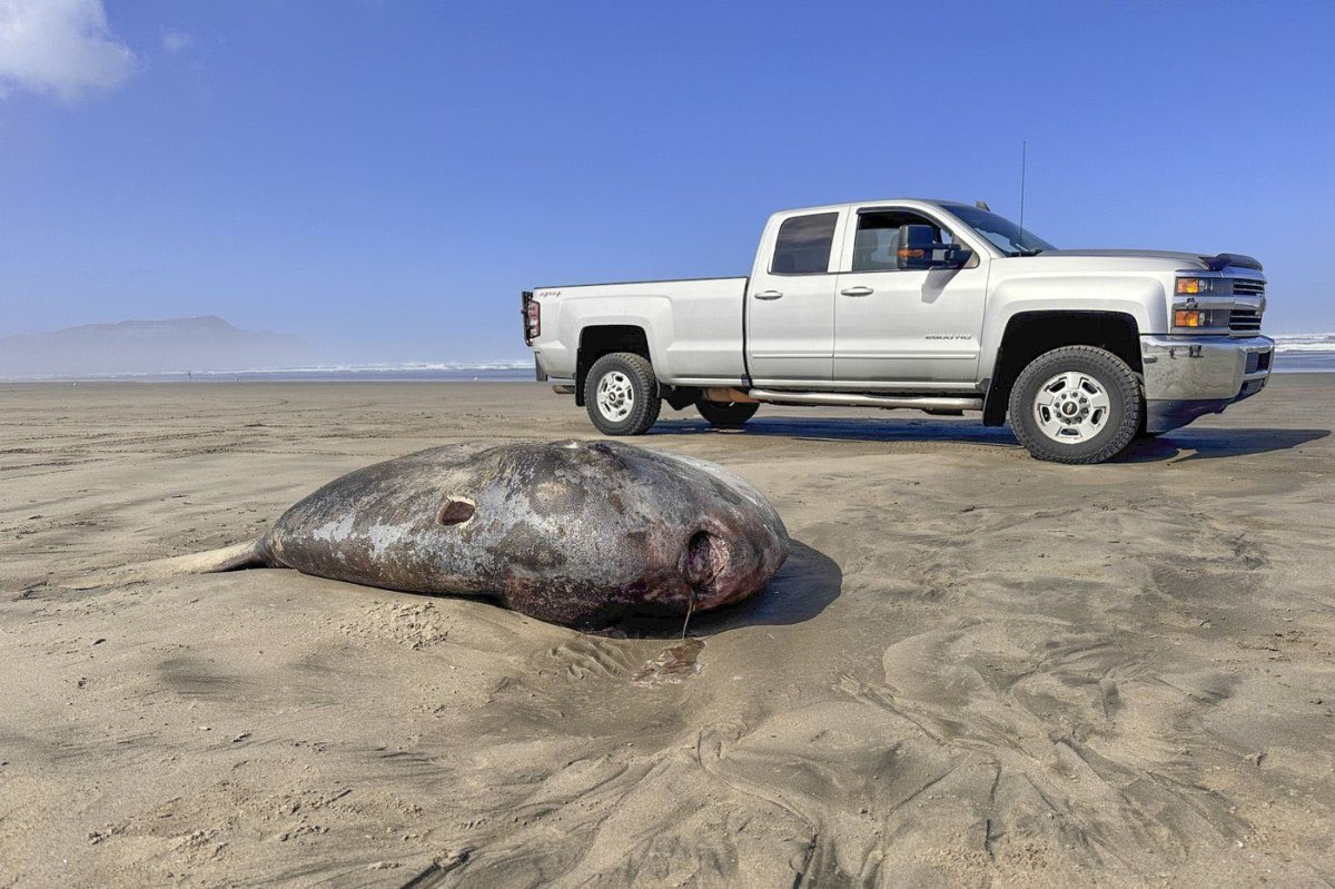 A photo showing the size of the fish, with a pickup truck in the background for comparison.