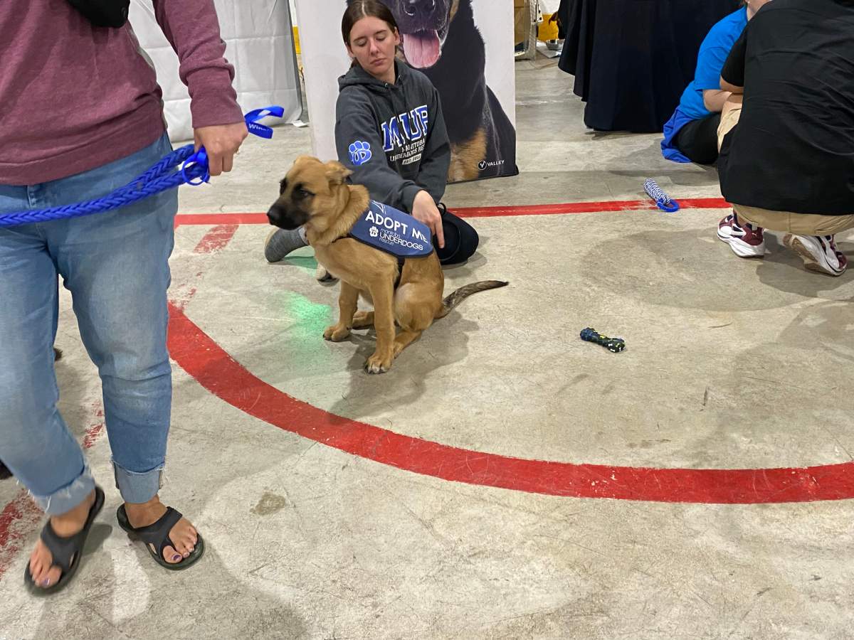 A dog that is up for adoption sits on the floor.