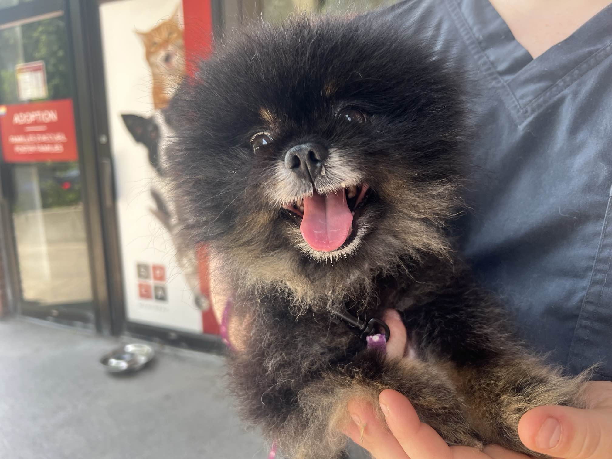 SPCA отчита рязко увеличение на изоставянето на животни тази година