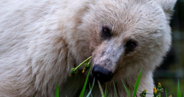 Известна бяла мечка гризли известна сред местните като Накода е