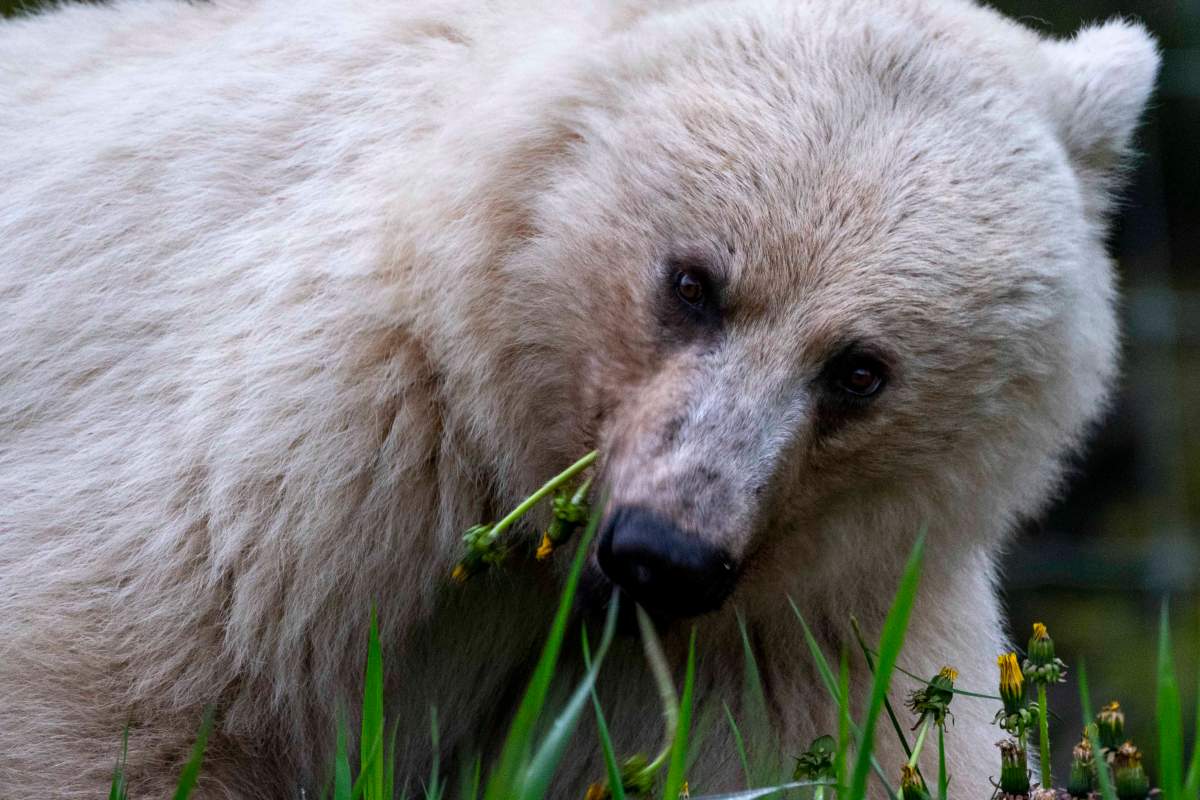Nakoda, a rare white grizzly bear living in Yoho National Park, B.C., near the border with Alberta.