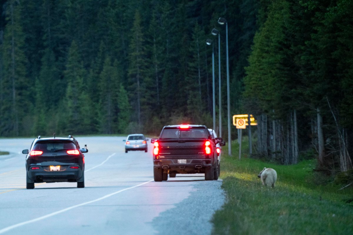 A rare white grizzly bear, also known as Nakoda, on the side of a highway.