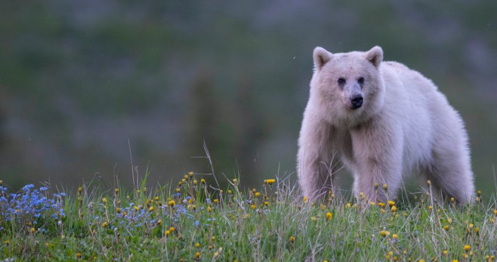 Убити малки на бяла мечка гризли, майка е ранена в Национален парк Йохо