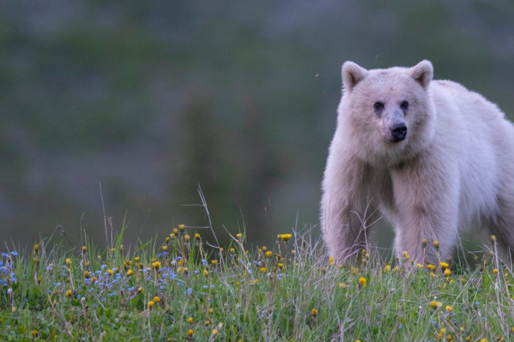 Cubs of white grizzly bear killed, mother injured in Yoho National Park