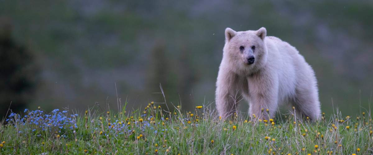 Bear 178, also known as Nakoda is a rare white grizzly bear living in the Yoho National Park.
