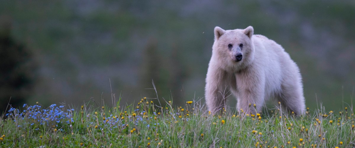 Bear 178, also known as Nakoda is a rare white grizzly bear living in the Yoho National Park.