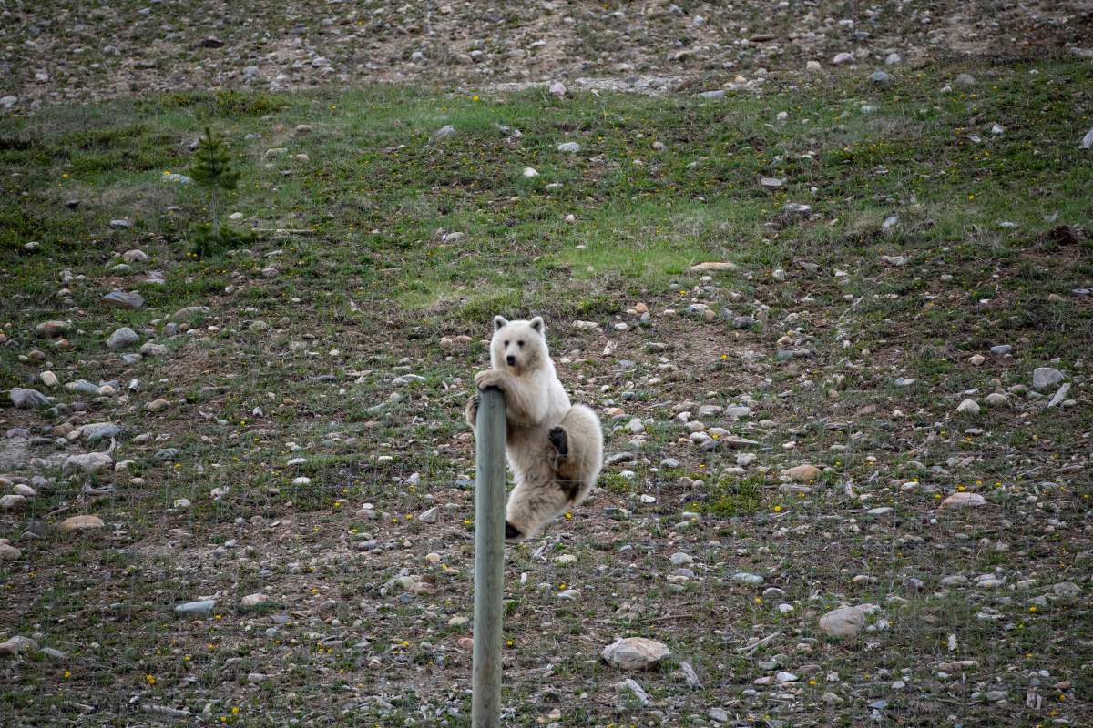 Nakoda, the rare white grizzly bear in Yoho National Park, climbing over a wildlife fence.