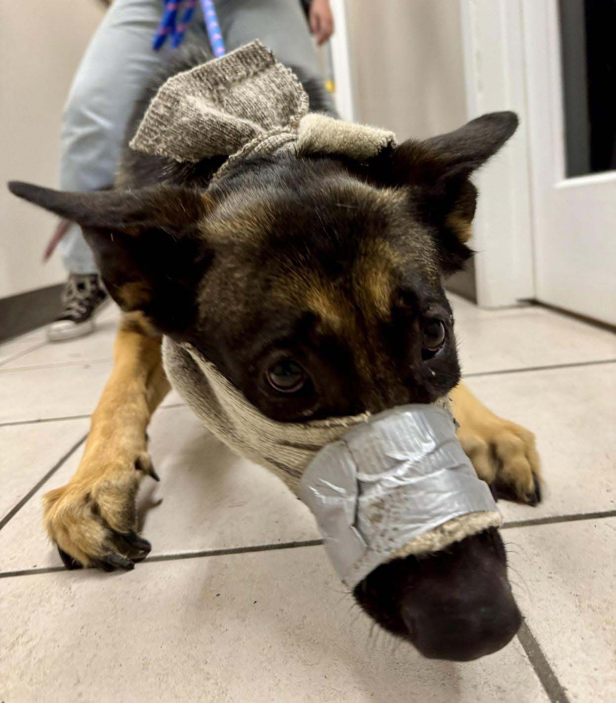 German shepherd with ‘happy tail syndrome’ arrives at BC SPCA in makeshift muzzle