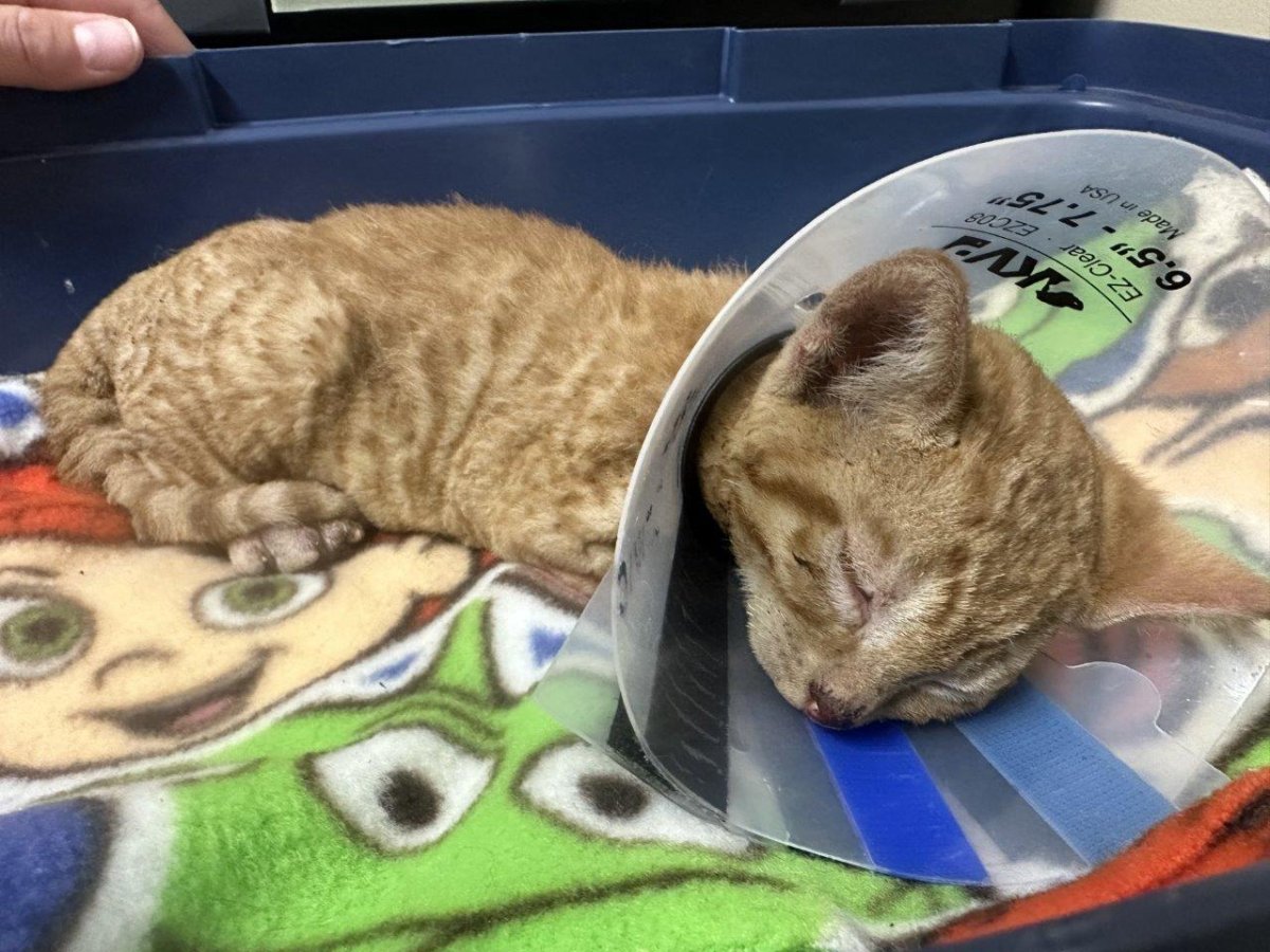 Kittens show ‘unbelievable’ resilience after being burned in B.C. fire ...