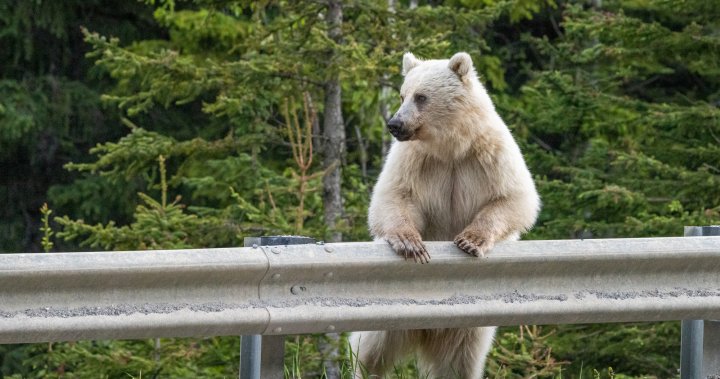 Смъртта на рядка бяла мечка гризли в Националния парк Йохо