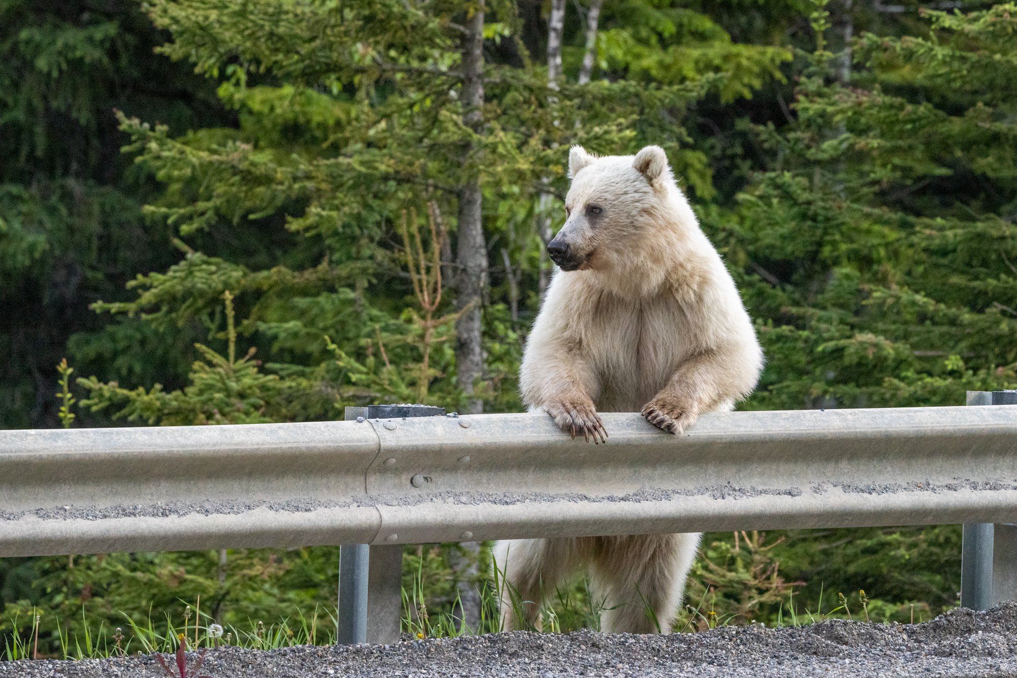 Death of iconic white grizzly bear sparks calls for wildlife conservation - Vimarsana News