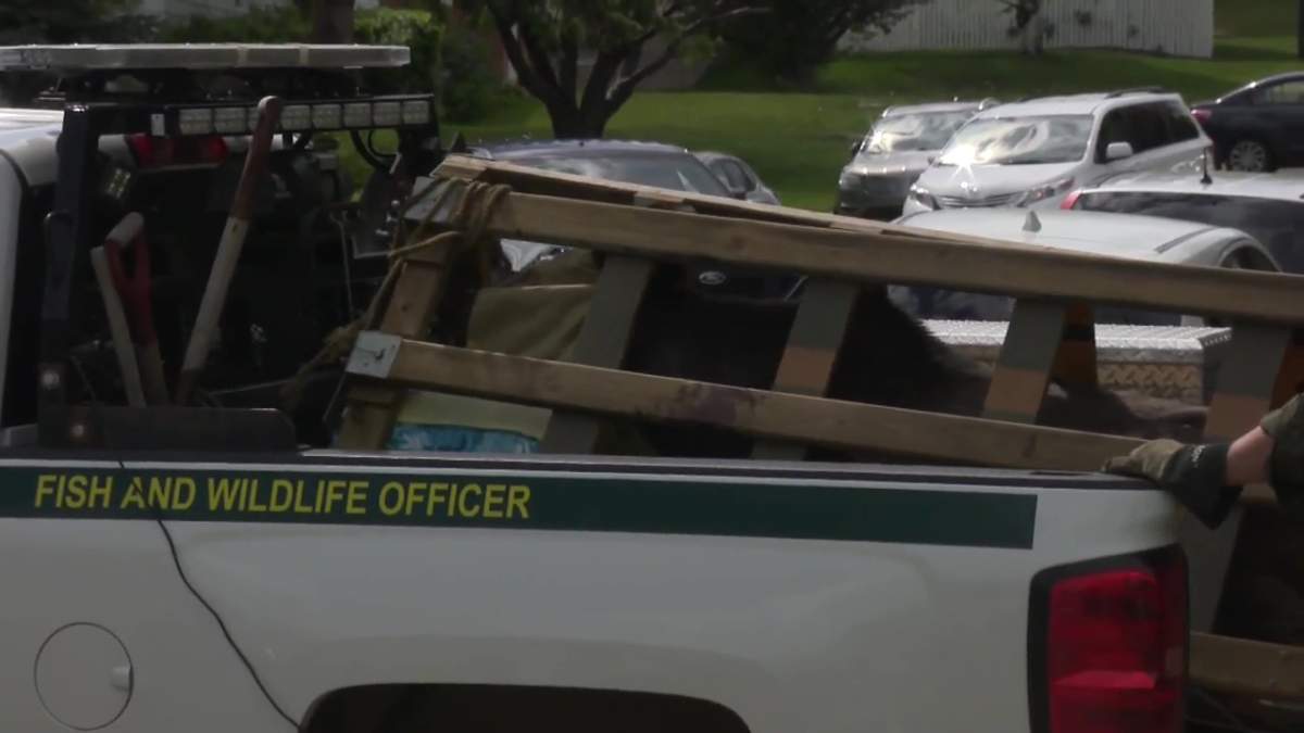 Fish and Wildlife Officers remove a moose from Southwood in Calgary to safely release it in the bush.