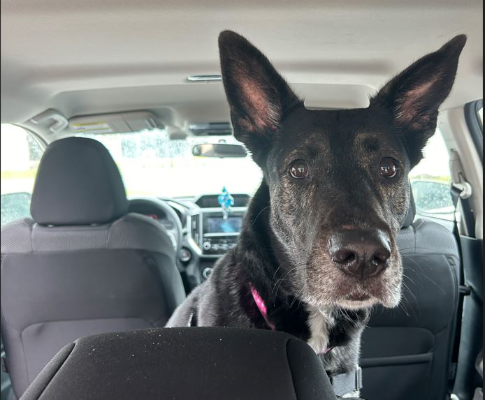 Високата топлина и влажност карат Humane Society на Guelph да