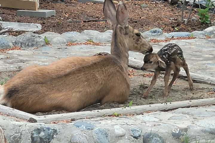 Deer gives birth to triplets in B.C. backyard