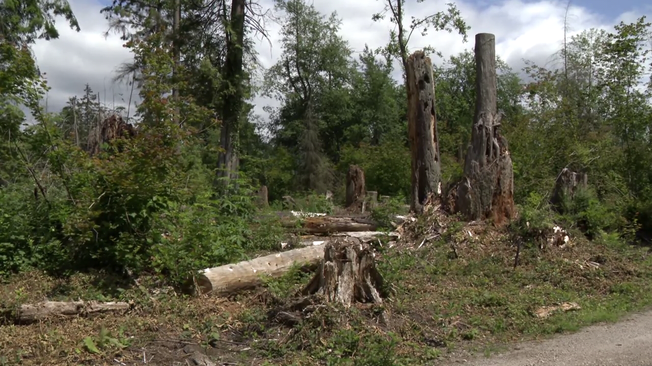 Budget for controversial Stanley Park tree removal balloons to $18M