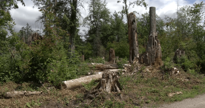 Повече от 7200 дървета бяха премахнати от парка Стенли в битка с молеца бучиниш 