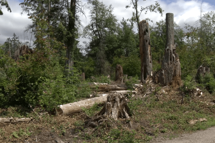 ‘We tried to negotiate’: Lawsuit launched over Stanley Park tree removal