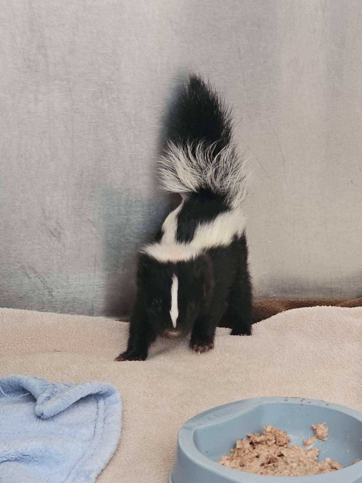 Little stinkers take over Alberta Institute for Wildlife Conservation - image