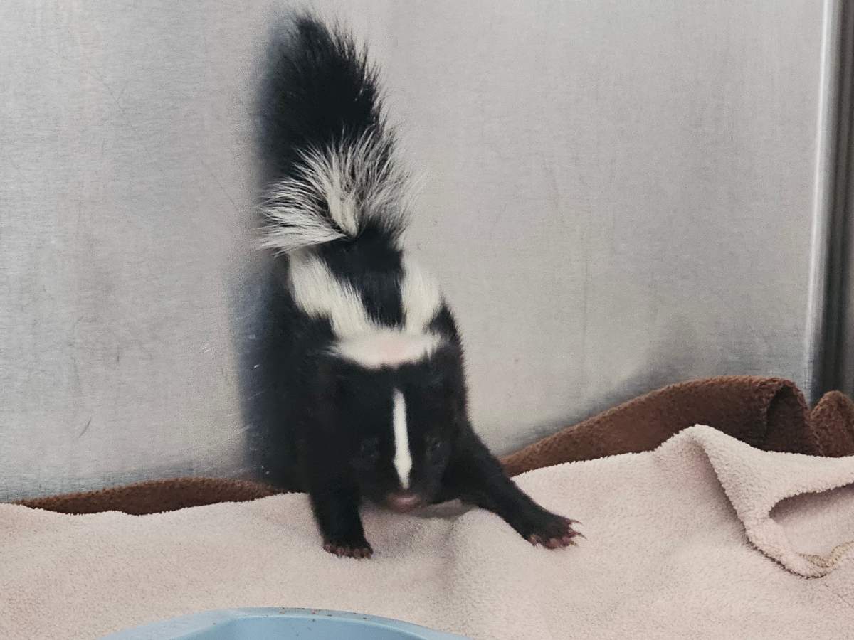 Little stinkers take over Alberta Institute for Wildlife Conservation - image