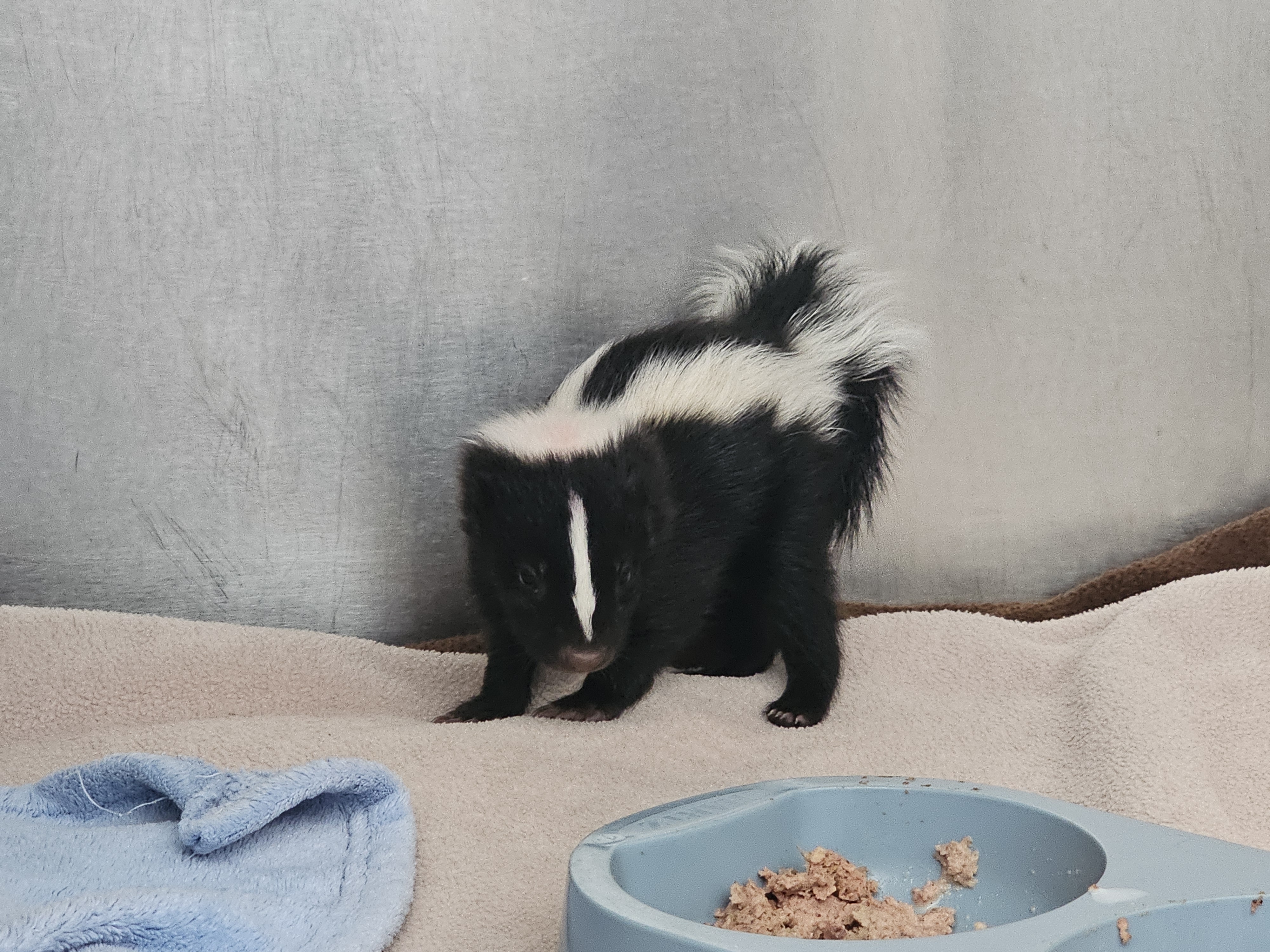 Ситуацията в Института за опазване на дивата природа на Алберта