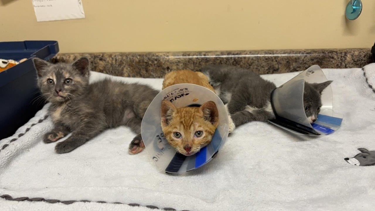 BC SPCA казва че е бил впечатлен от издръжливостта на