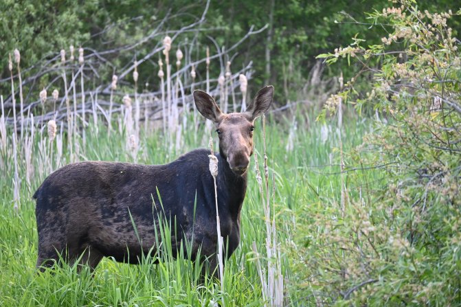 Your Saskatchewan photo of the day: June 2024