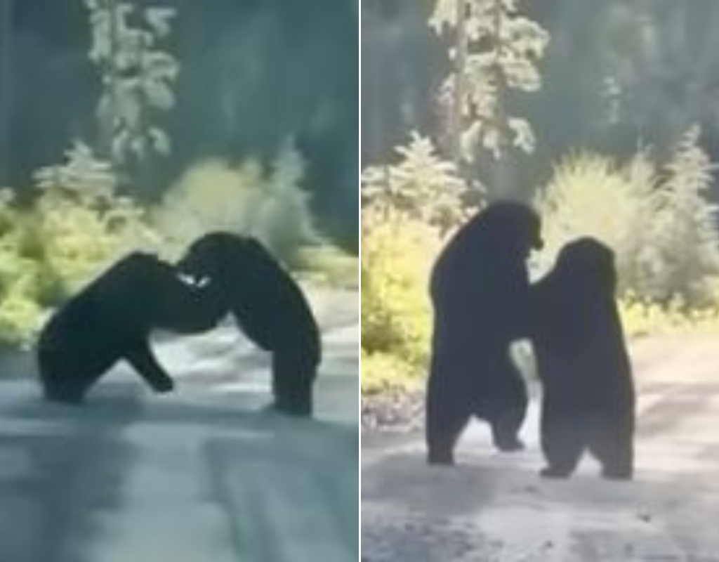 Ferocious Yukon black bears go toe-to-toe in intense fight for dominance
