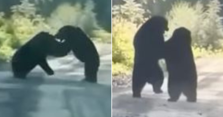 Свирепи черни мечки от Юкон се сблъскват в напрегната битка за надмощие