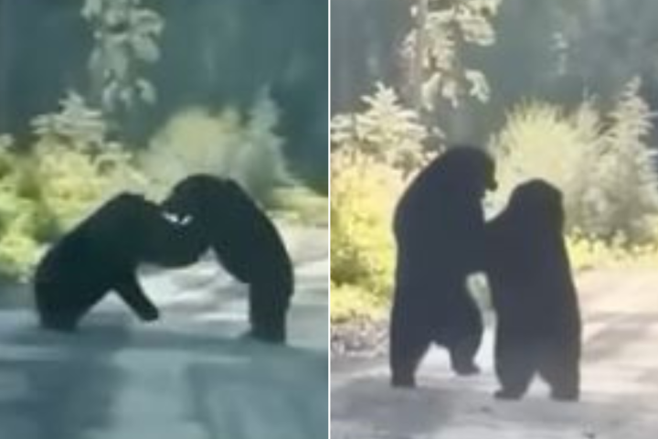 Ferocious Yukon black bears go toe-to-toe in intense fight for dominance