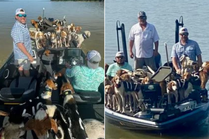 Fishermen rescue 38 dogs on the verge of drowning from Mississippi lake
