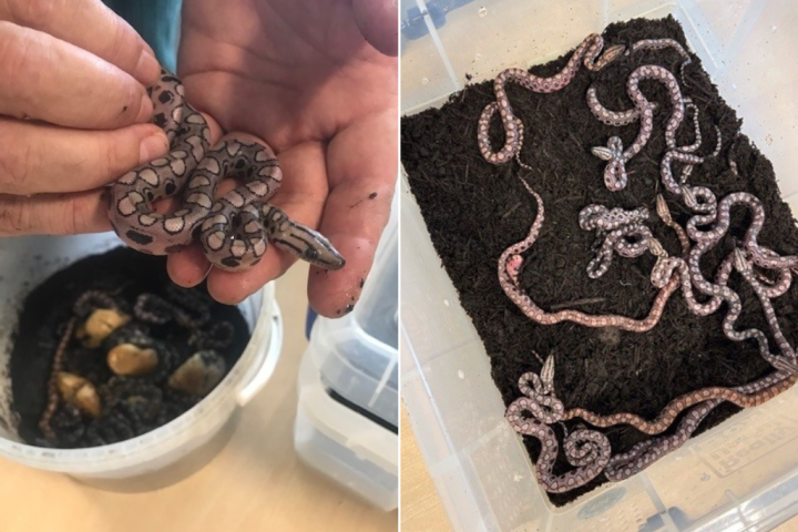 Snake that everyone thought was male welcomes 14 ‘virgin birth’ babies