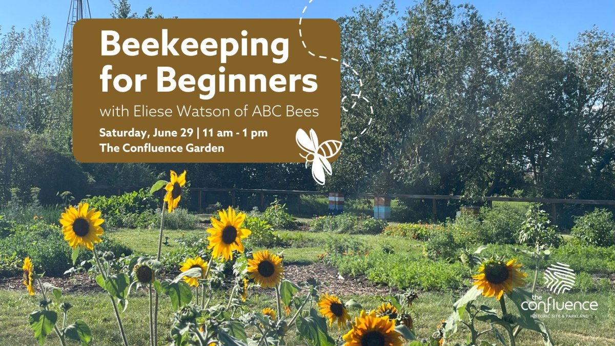 Beekeeping for Beginners - image