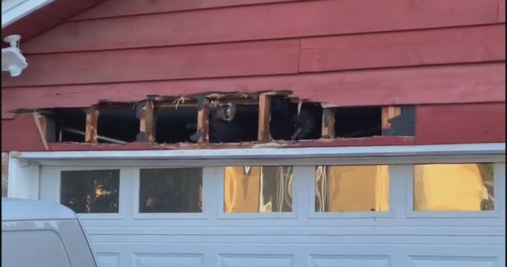 Заснет на видео: Мечка нанася щети на дом в Порт Кокуитлам, Британска Колумбия