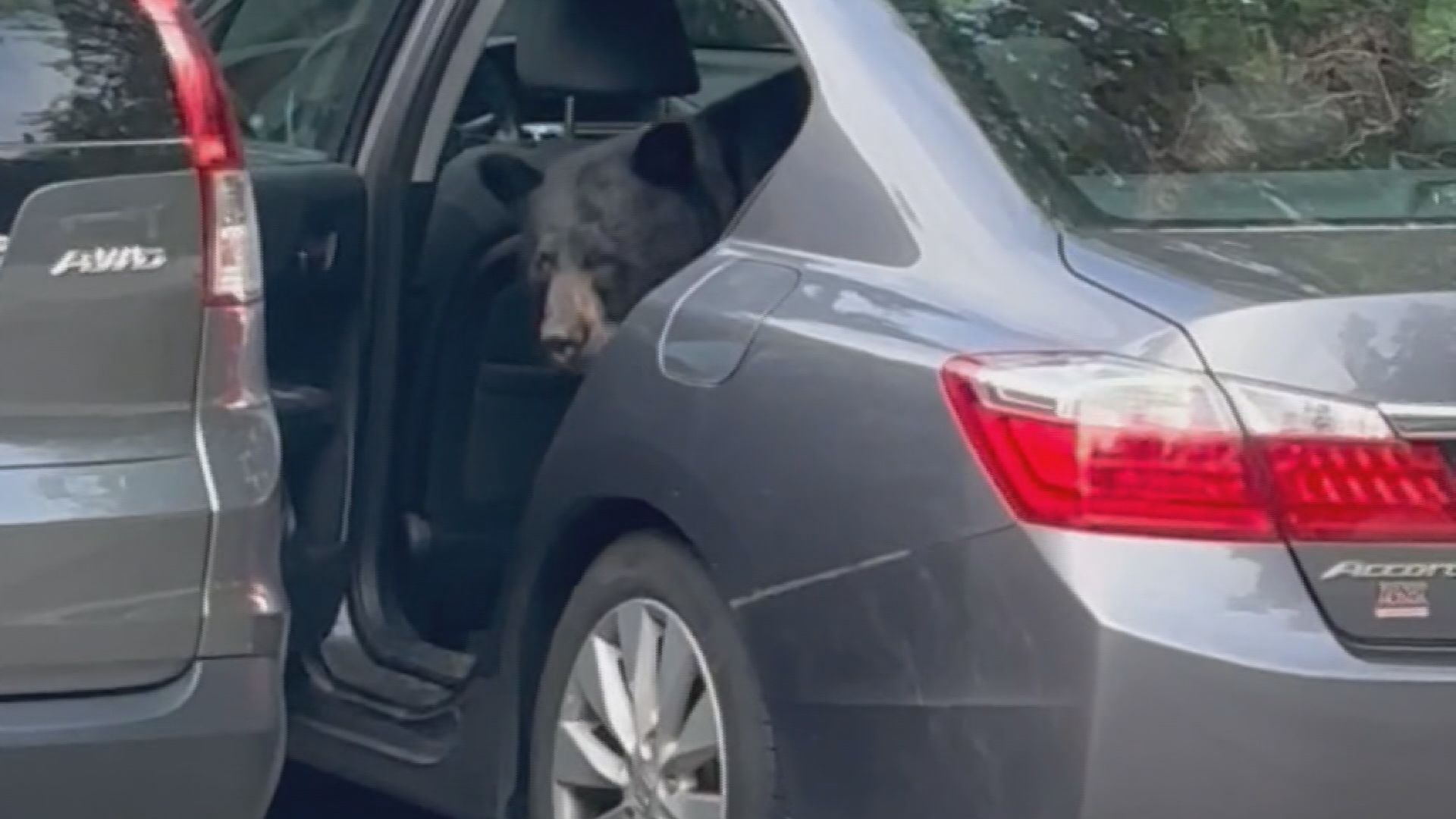 Caught on video: B.C. bear opens car door, steals carton of milk