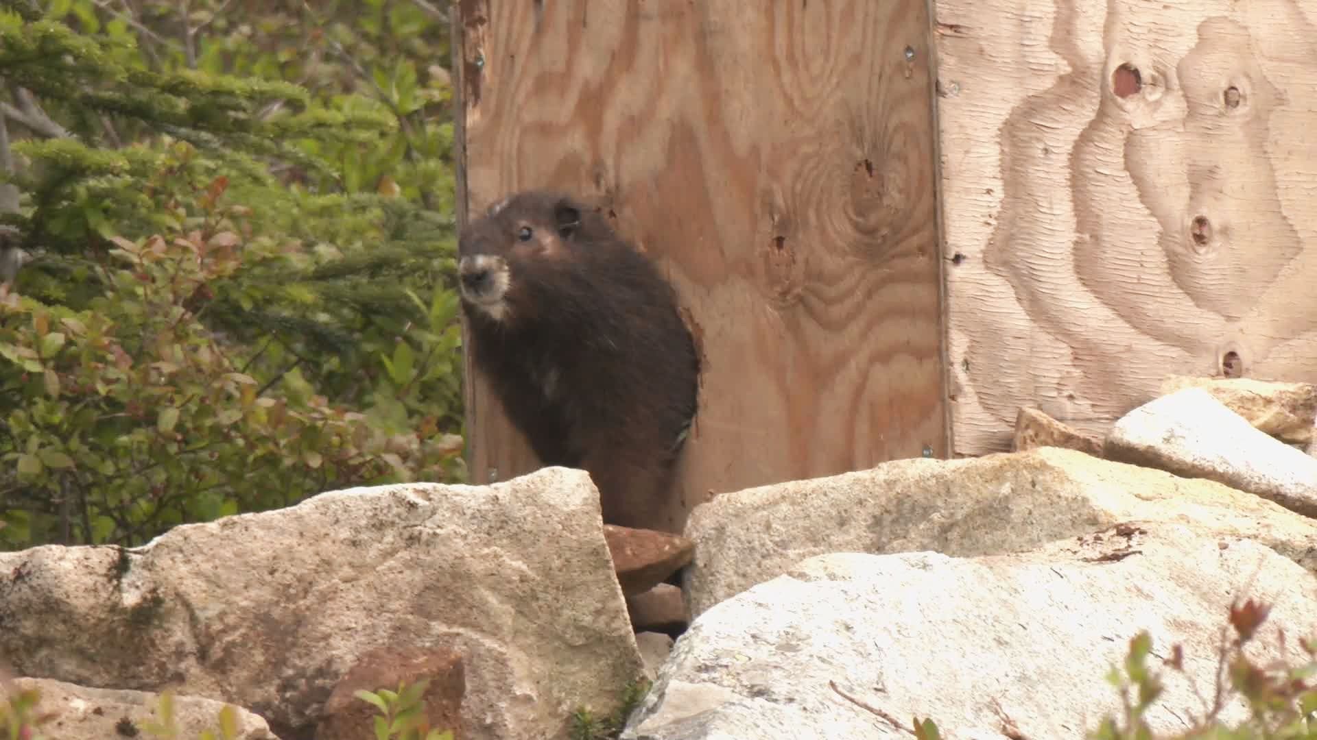 Те са известни като едни от най редките бозайници в света Има